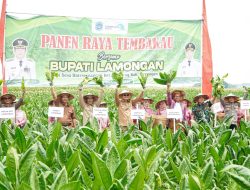 Kabupaten Lamongan Panen Raya Tembakau Di Tengah Kemarau Basah