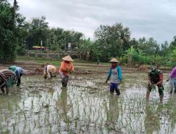 Tentara Nasional Indonesia Dampingi Petani Wujudkan Ketahanan Pangan