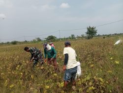 Tingkatkan Hasil Pertanian, Babinsa Koramil 0812/26 Pucuk Komsos Dengan Petani kedelai