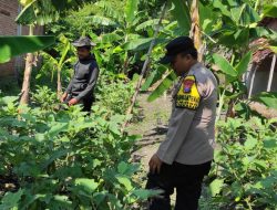 Giat Monitoring Asta Cita Polsek Sekaran Dalam Rangka Meningkatkan Ketahanan Pangan Nasional Di Desa Kebalan Kulon