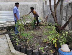 Memanfaatkan Lahan Pekarangan Rumah Guna Meningkatkan Ketahan Pangan Nasional . 