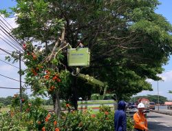 Rapikan Pohon Rawan Tumbang Antisipasi Cuaca Ekstrim