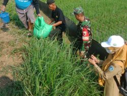 Koramil Laren 0812/19 Bersama Petani Pimpin Gerakan Pengendalian Hama Tikus