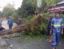 Forkopimcam Ngimbang Bersama Warga, Berhasil Evakuasi Pohon Tumbang