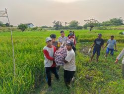 Polres Lamongan Evakuasi Korban Meninggal Dunia Di Duga Akibat Kesetrum Jebakan Tikus di Area Persawahan