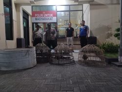 Polres Lamongan Grebek Dua Judi Sabung Ayam Di tempat yang Berbeda.