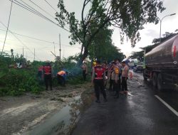 Gerak Cepat, Polres Lamongan Evakuasi Pohon Tumbang di Sukodadi