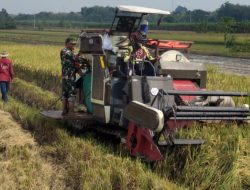 Efisiensi Kerja, Babinsa Bantu Petani Panen Padi Gunakan Mesin Combi