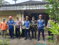 Aksi Cepat TNI–Polri dan Damkar Evakuasi Ular Piton 4 Meter di Rumah Warga Desa Puru