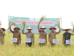 1.700 Hektar Sawah Di Kembangbahu Siap Panen MT III