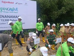 Kolaborasi Lintas Sektor Tanam 13.500 Mangrove di Lamongan untuk Konservasi