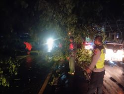 Dampak Pohon Roboh, Polres Lamongan Bersama Jajaran Poksek Sukodadi Atasi Kemacetan 
