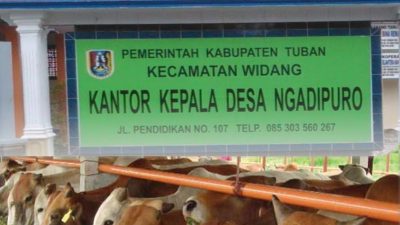 Bantuan Sapi Kemendes 2017 di Widang Raib, Sekdes Ngadipuro Akui Dijual: Regulasi Kemendes Tegaskan Larangan Alihkan Aset Desa ‎