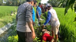 Polsek Kalitengah Evakuasi Wanita Paruh Baya yang Diduga Meninggal Akibat Kesetrum Jebakan Tikus di Area Persawahan