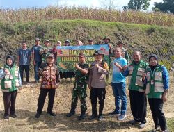 Muspika dan Petani Bersama Koramil Ngimbang dalam Panen Raya Jagung di Desa Kakat Penjalin