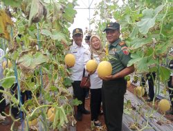 Dukung Ketahanan Pangan, Danramil Brondong Hadiri Panen Raya Melon Greenhouse BAZNAS di Sendangharjo
