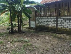 Program Sapi BUMDes Mlati Berantakan, Dana Ratusan Juta Diduga Raib Tanpa Kejelasan Pengurus Jadi Sorotan Publik