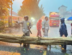 Akibat Hujan Deras Pohon Tumbang di Raya Babat, Polsek Babat Evakuasi dan Amankan Lalu Lintas