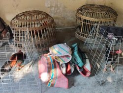 Praktik Sabung Ayam di Desa Moropelang Di Grebek  Polisi. 