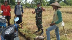 Dukung Ketahanan Pangan, Babinsa Kaweron Bersama Poktan Ngudibogo III Kerjabakti Irigasi