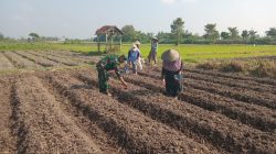 Wujudkan Ketahanan Pangan, Babinsa Pikatan Turun Ke Sawah Dampingi Petani Tanam Jagung
