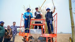 Optimis Swasembada Gula, Pemkab Lamongan Optimalkan Budidaya Tebu