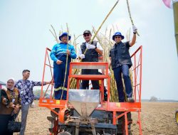 Optimis Swasembada Gula, Pemkab Lamongan Optimalkan Budidaya Tebu