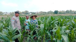 Polsek Plandaan Monitoring Tanaman Jagung Guna Dukung Ketahanan Pangan